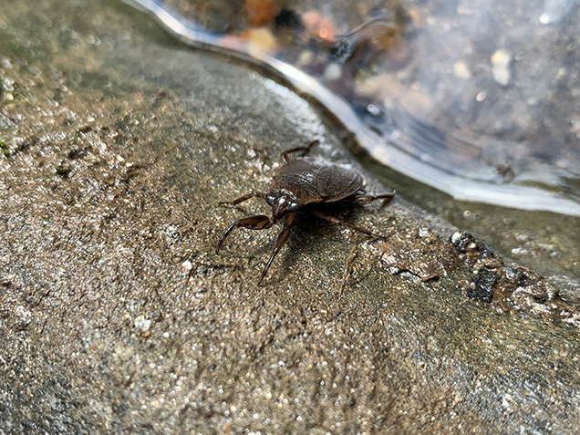 A giant waterbug sitting on a rock near a river.